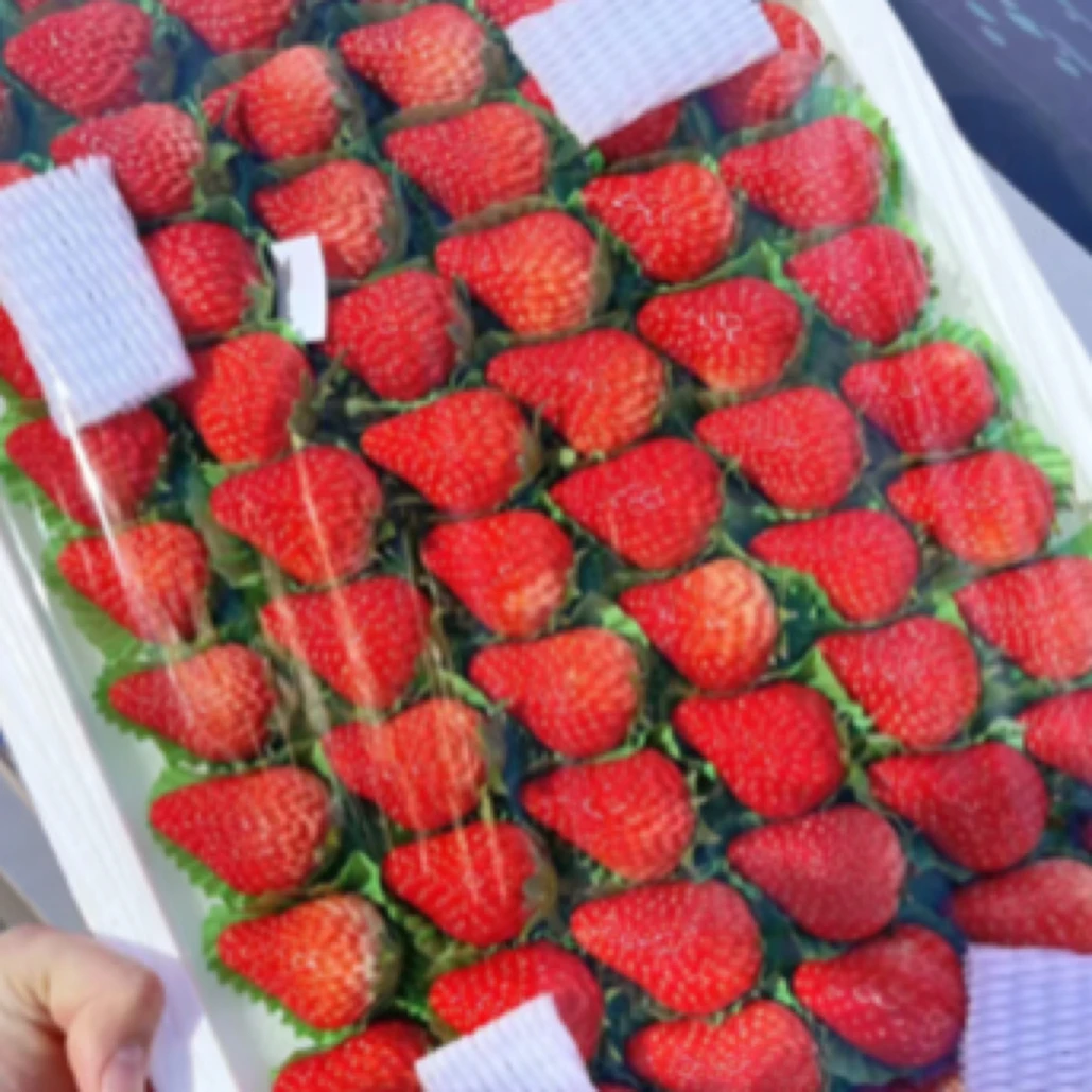 【大果一板】丹东九九草莓4斤左右99草莓中国大陆