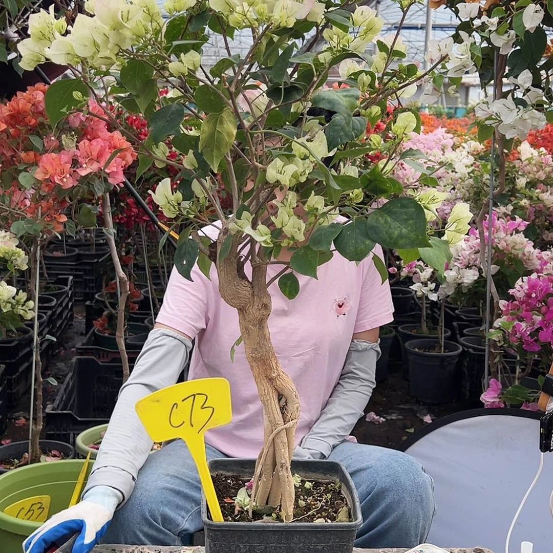 姜***）大部分花苞少量开放C73绿樱