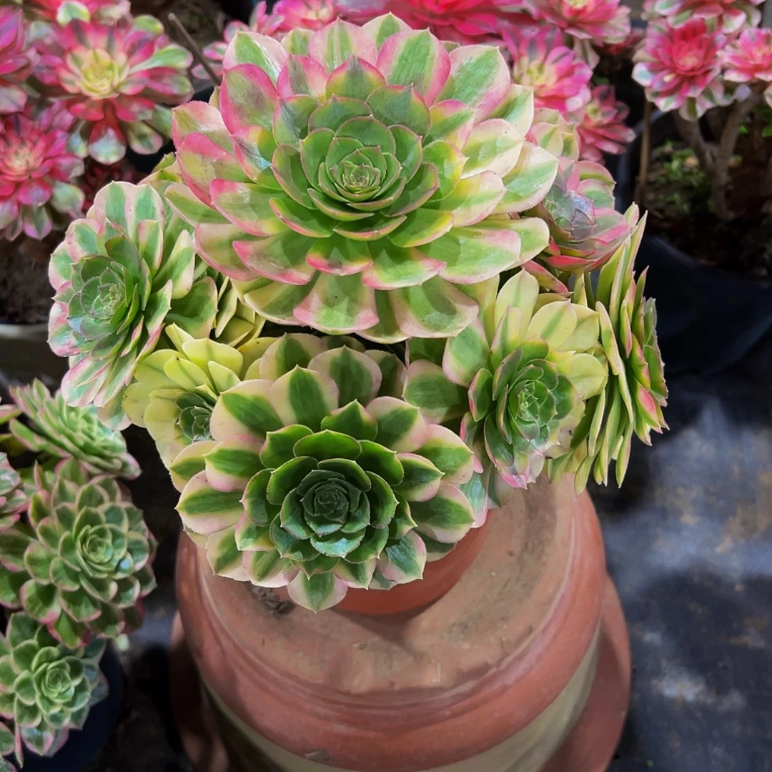 老庄雨荷轮回法师58.8