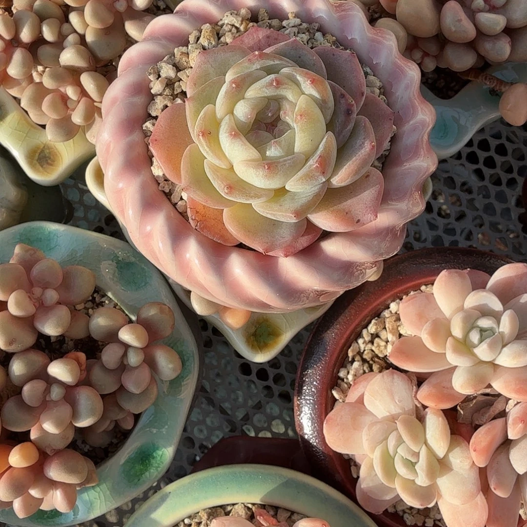 溏心粉色花盆多肉饿