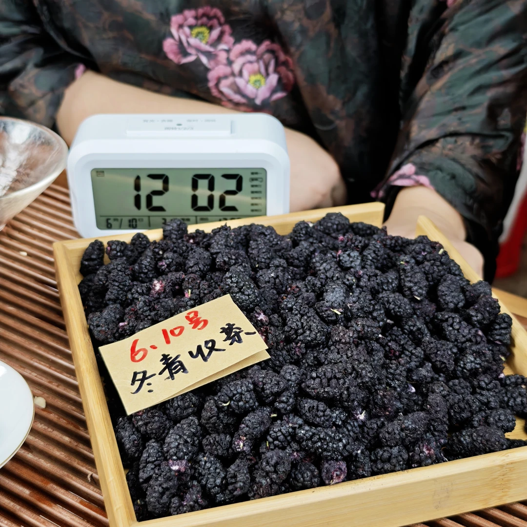 冻干老树黑桑葚 酥脆可口 冬青收茶