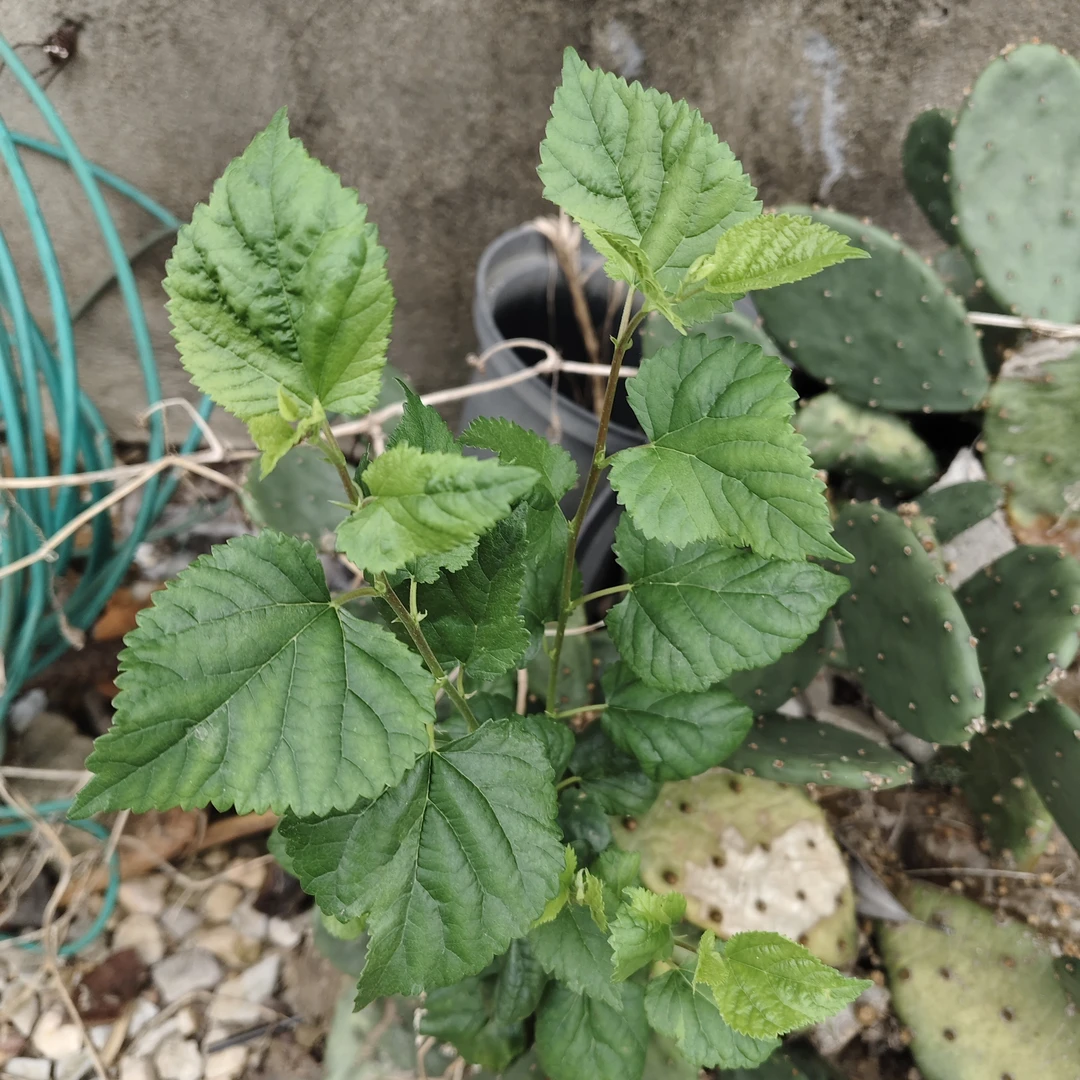 直播仙人球专用链