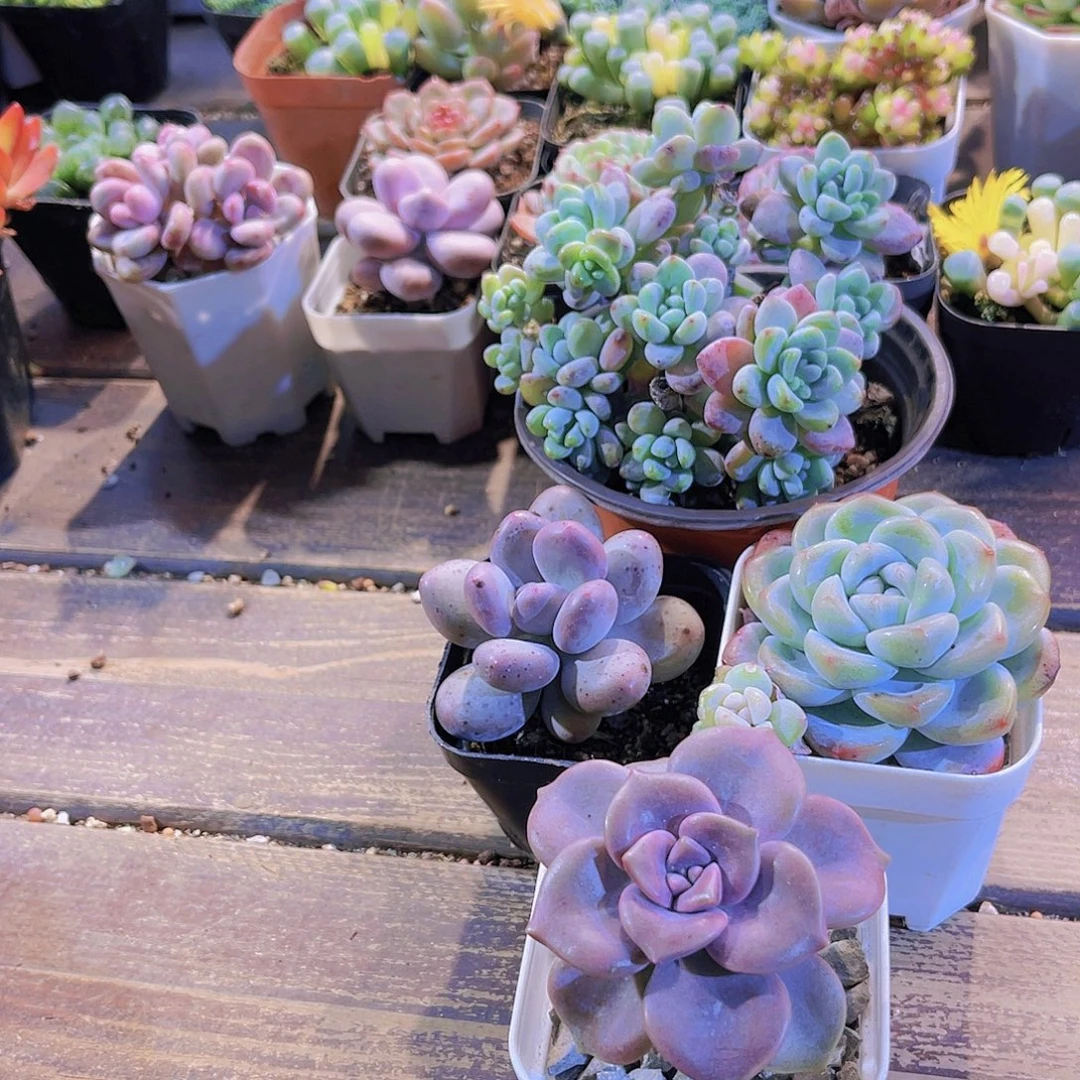 劳尔群。桃美人。冰玉单。紫乐