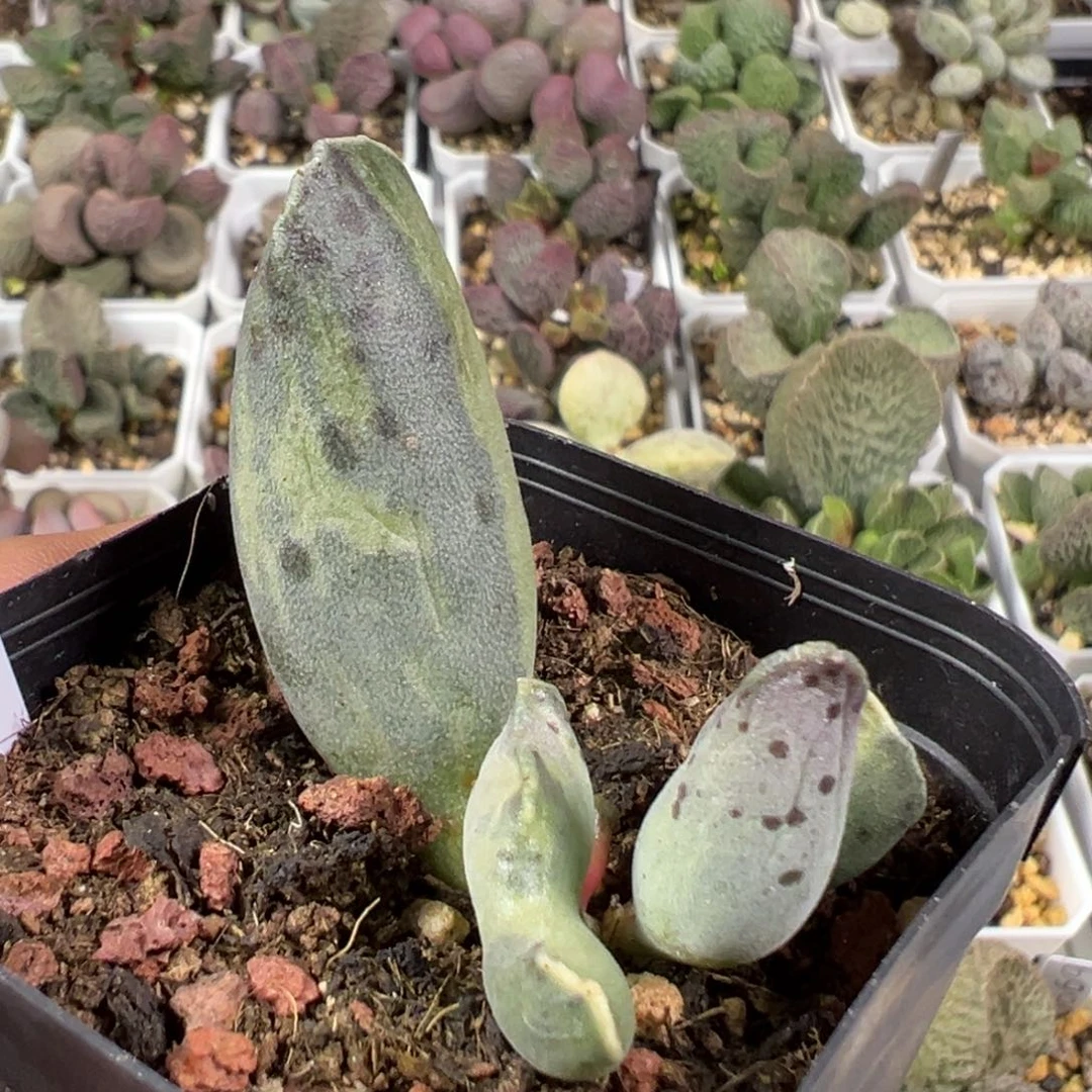 w海豹锦多肉植物水泡多肉植物