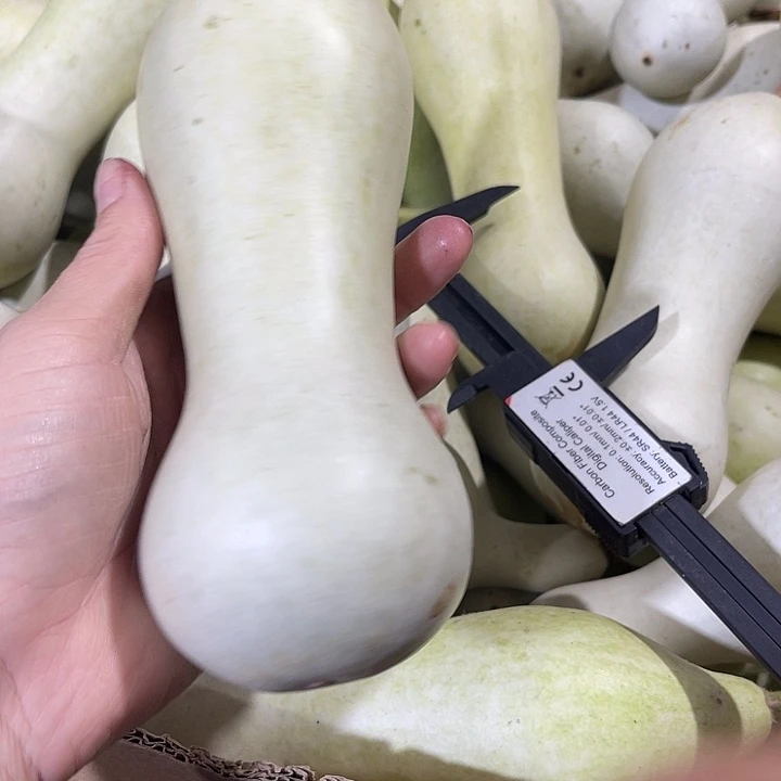 大果紫檀（缅甸花梨）小**长