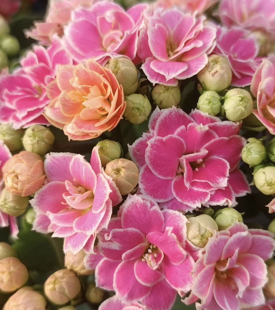 【彩蝶】130盆长寿 稀有大花品种 基地直发