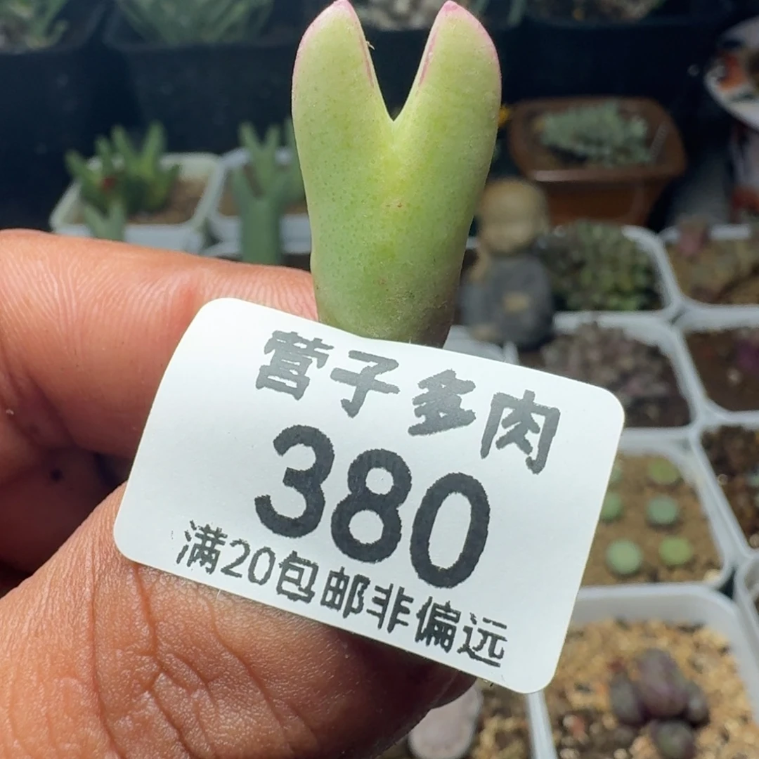 少将。