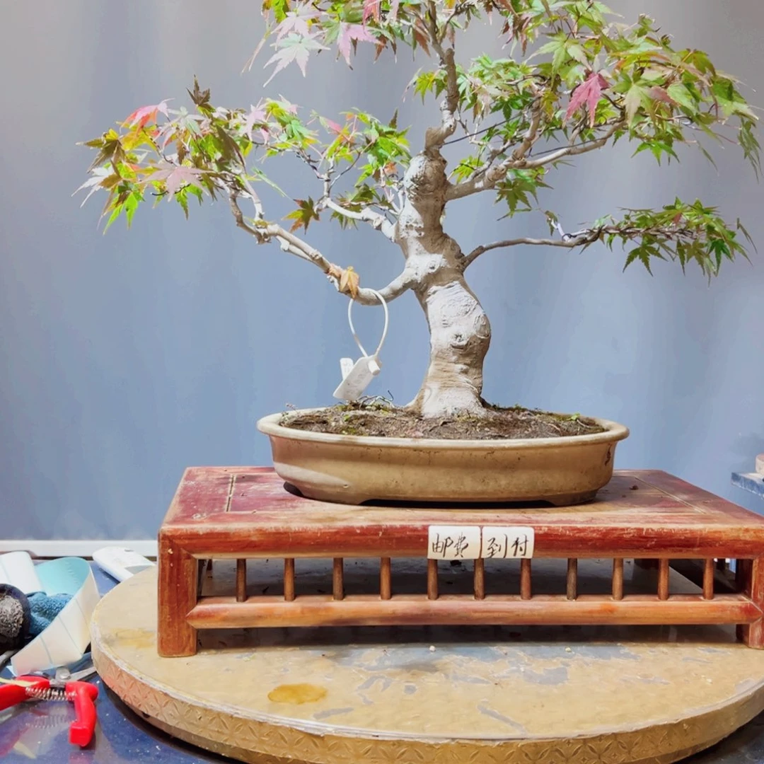 用***8完全开放杜鹃花的诗作