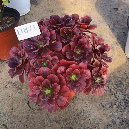 无花朵法师多肉植物美杜莎876