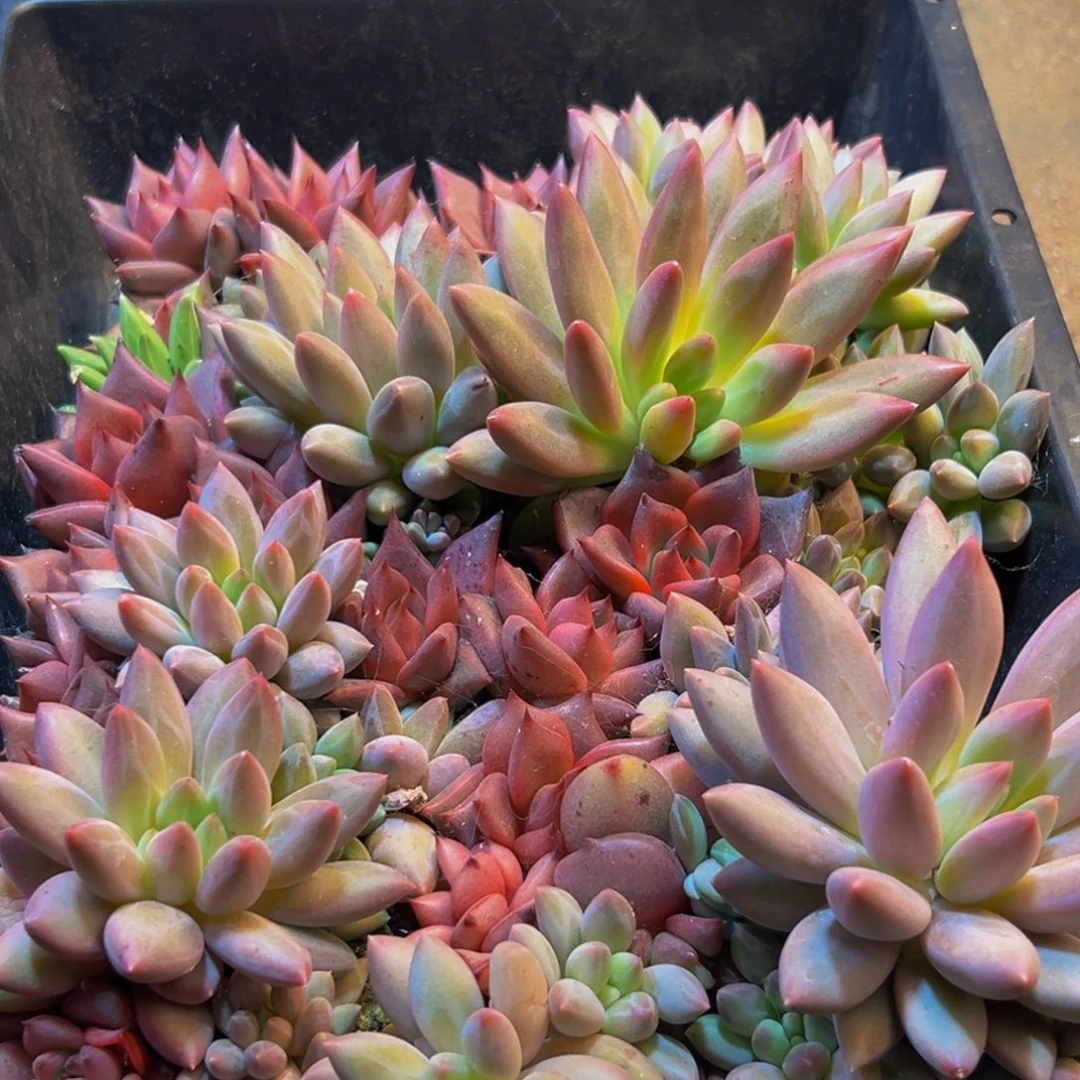 691电容器呜呜我好哇