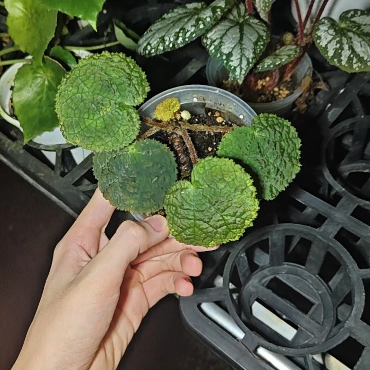 比熊秋海棠一物一拍