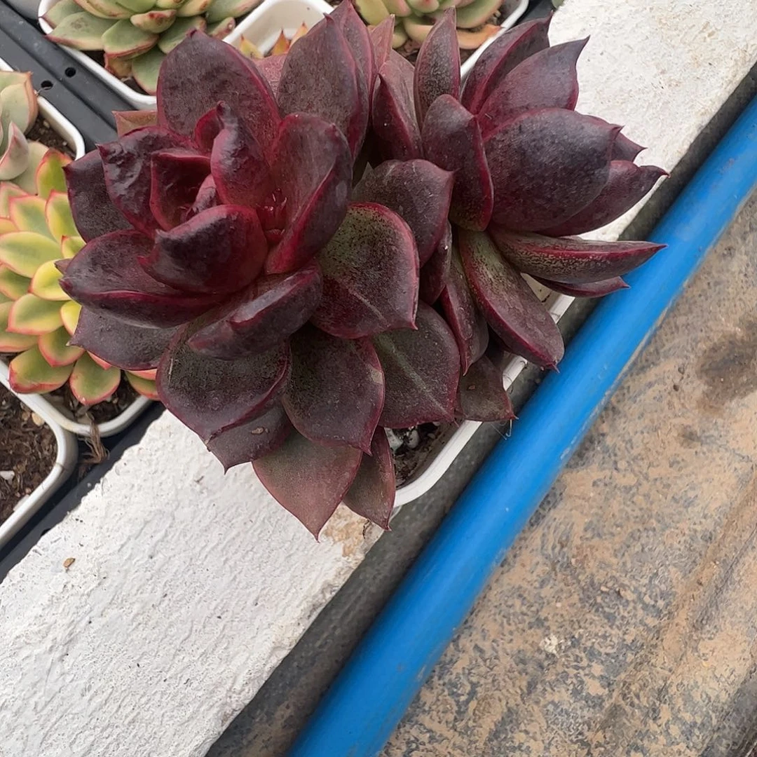 呸***酪多肉植物多肉植物