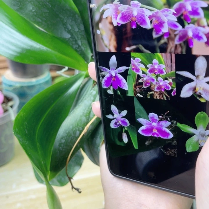 完全开放SWR羞花原种-2256