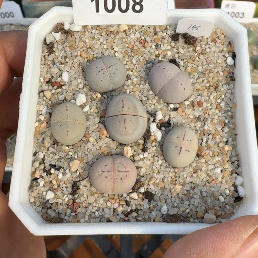 蘑菇蘑菇1008优选大白