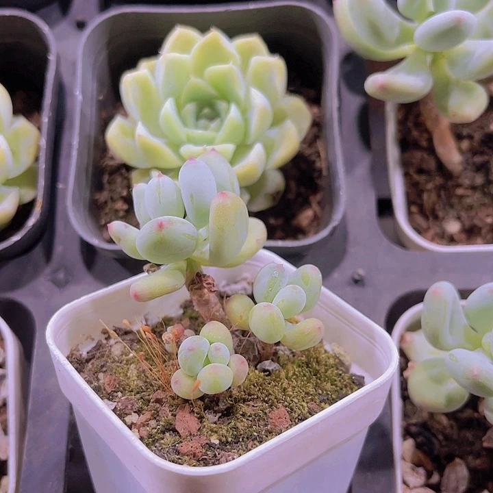 精品苹果奶带盆土发