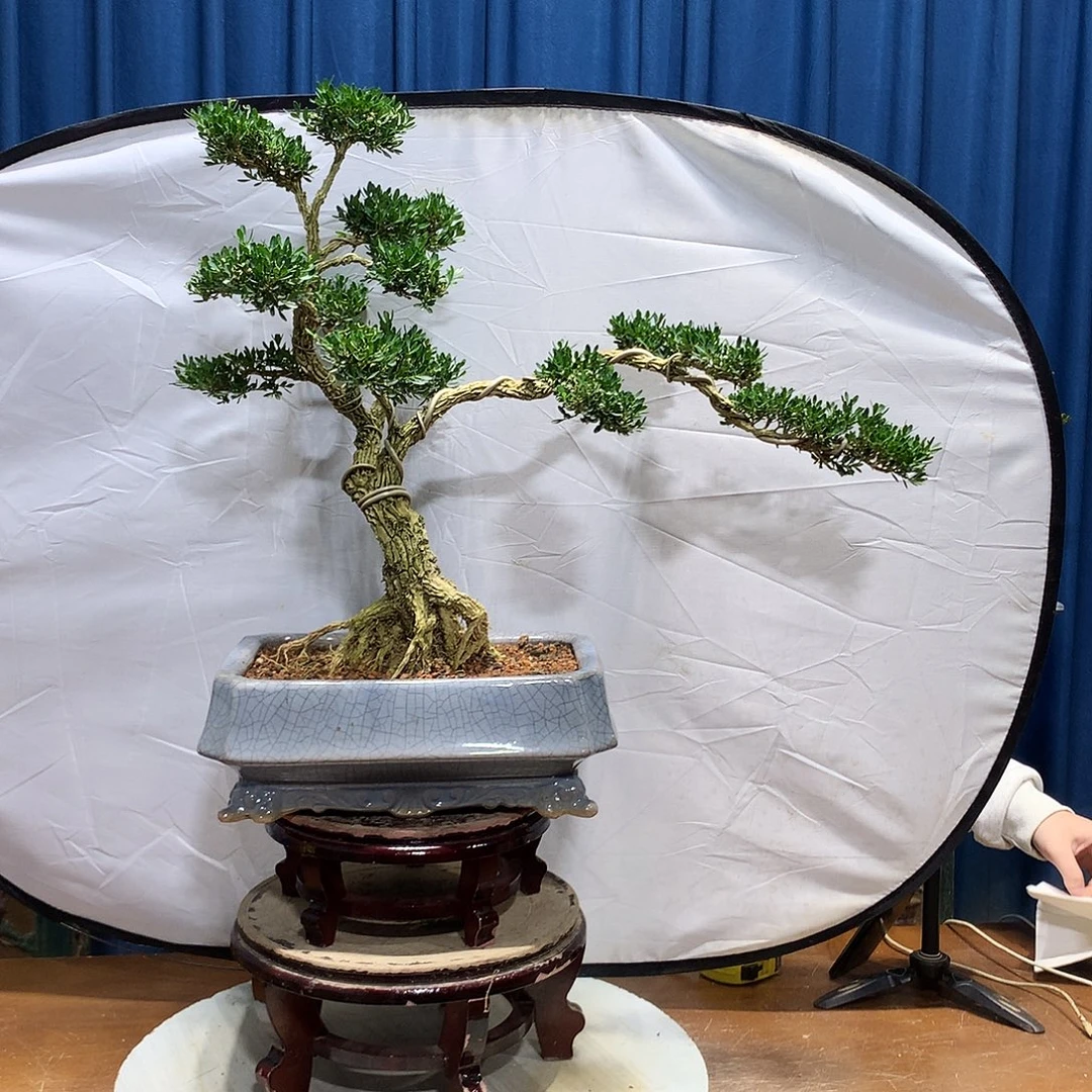 无花朵黄杨盆景一物一拍