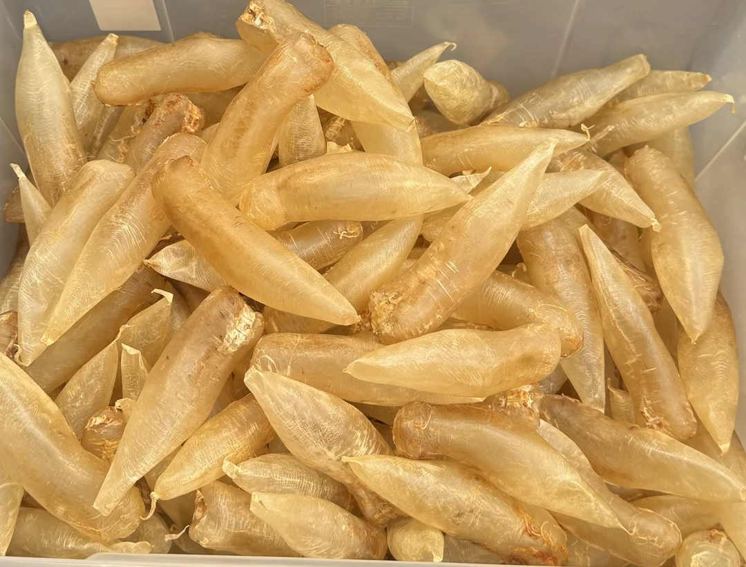 深铭记  蜘蛛母胶 鱼胶