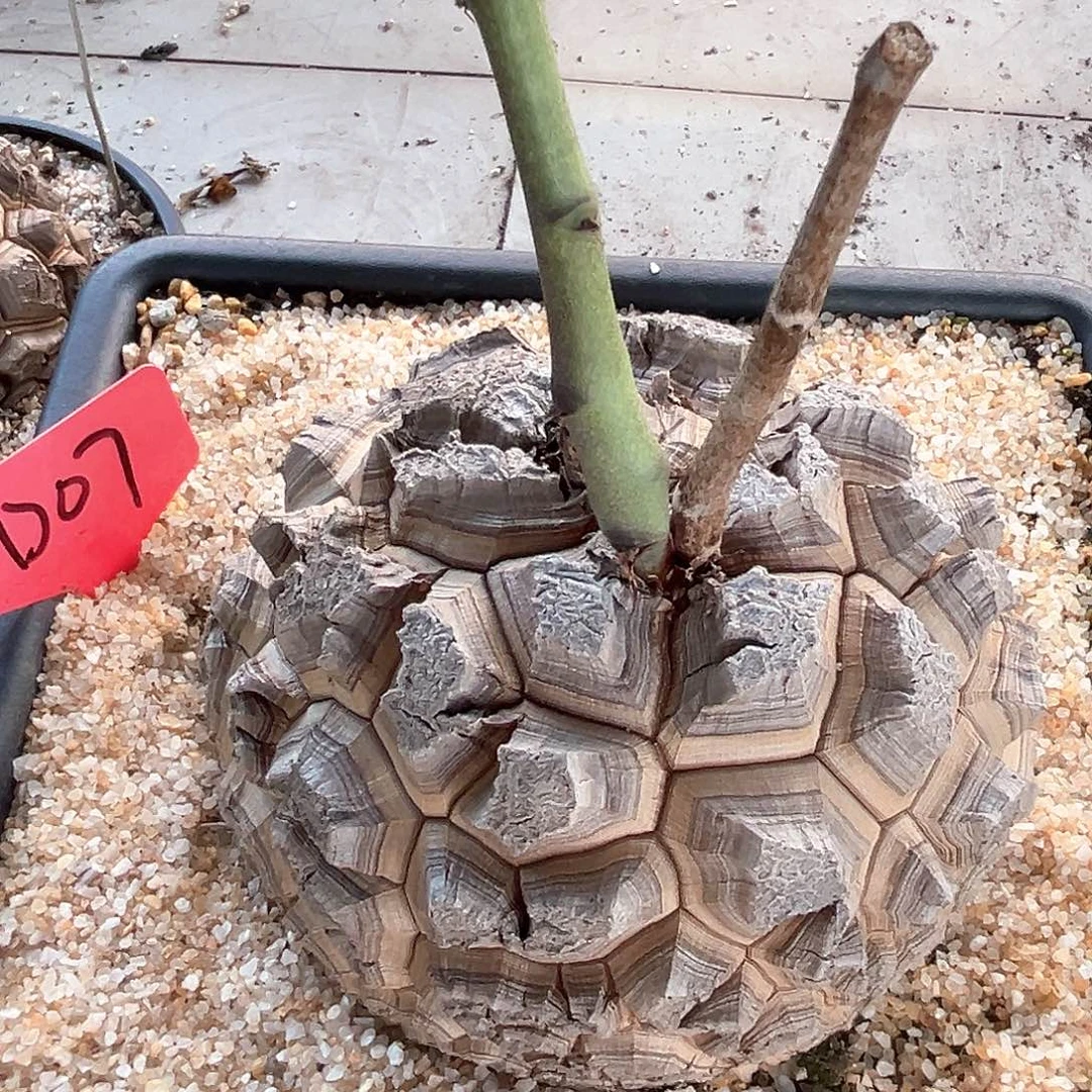 潮流植物精品南非龟，15.8公分