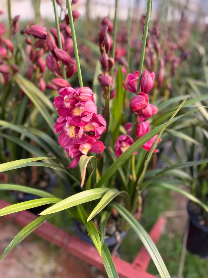 云南年宵花大花蕙兰基地直发：国色天资