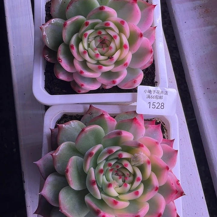 1528吉娃娃锦两个多肉