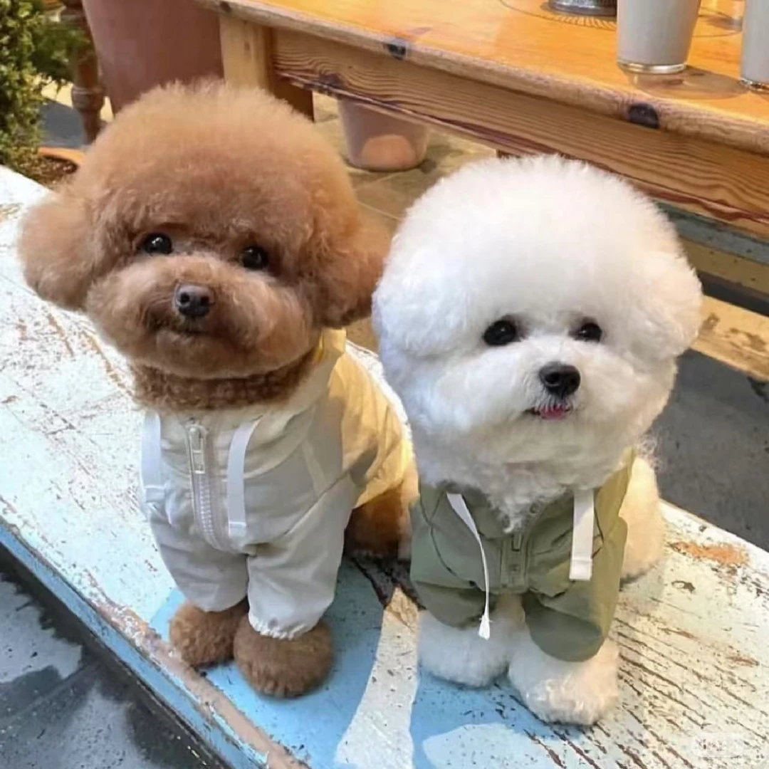 【丫丫比熊 泰迪熊】比熊 泰迪熊  萨摩耶 柯基活体狗狗宠物