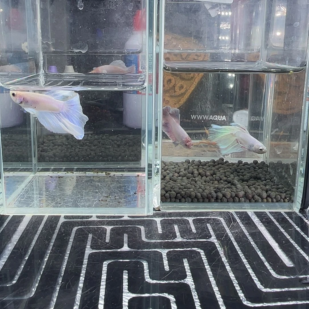 斗鱼28号1127早半月2