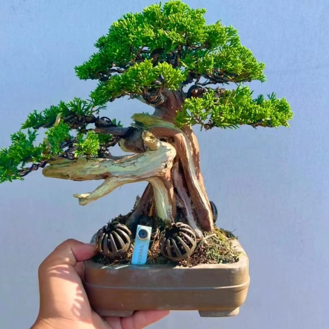 一物一拍精品中小盆景素材 黄杨 真柏 枫树 黑松 黄栌