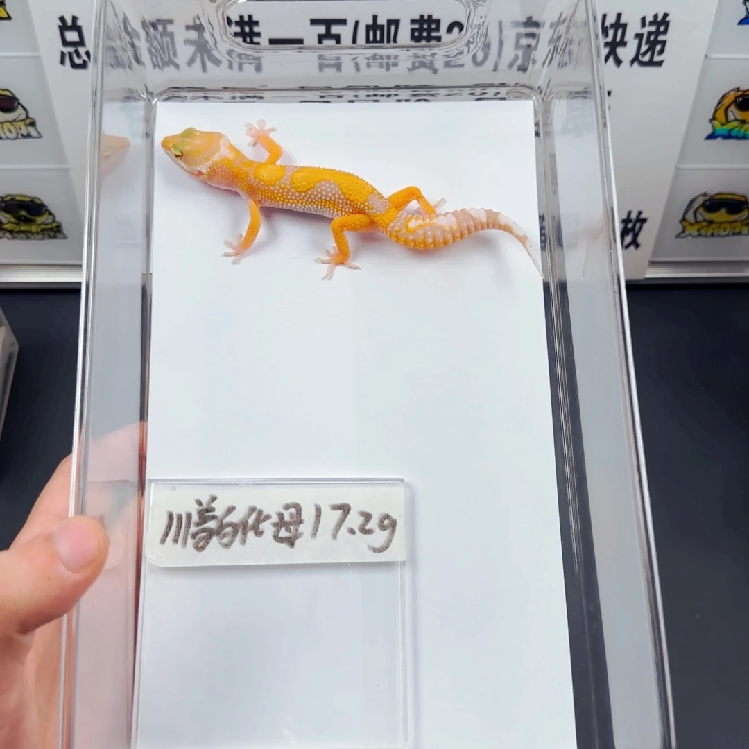 豹纹守宫豹纹守宫