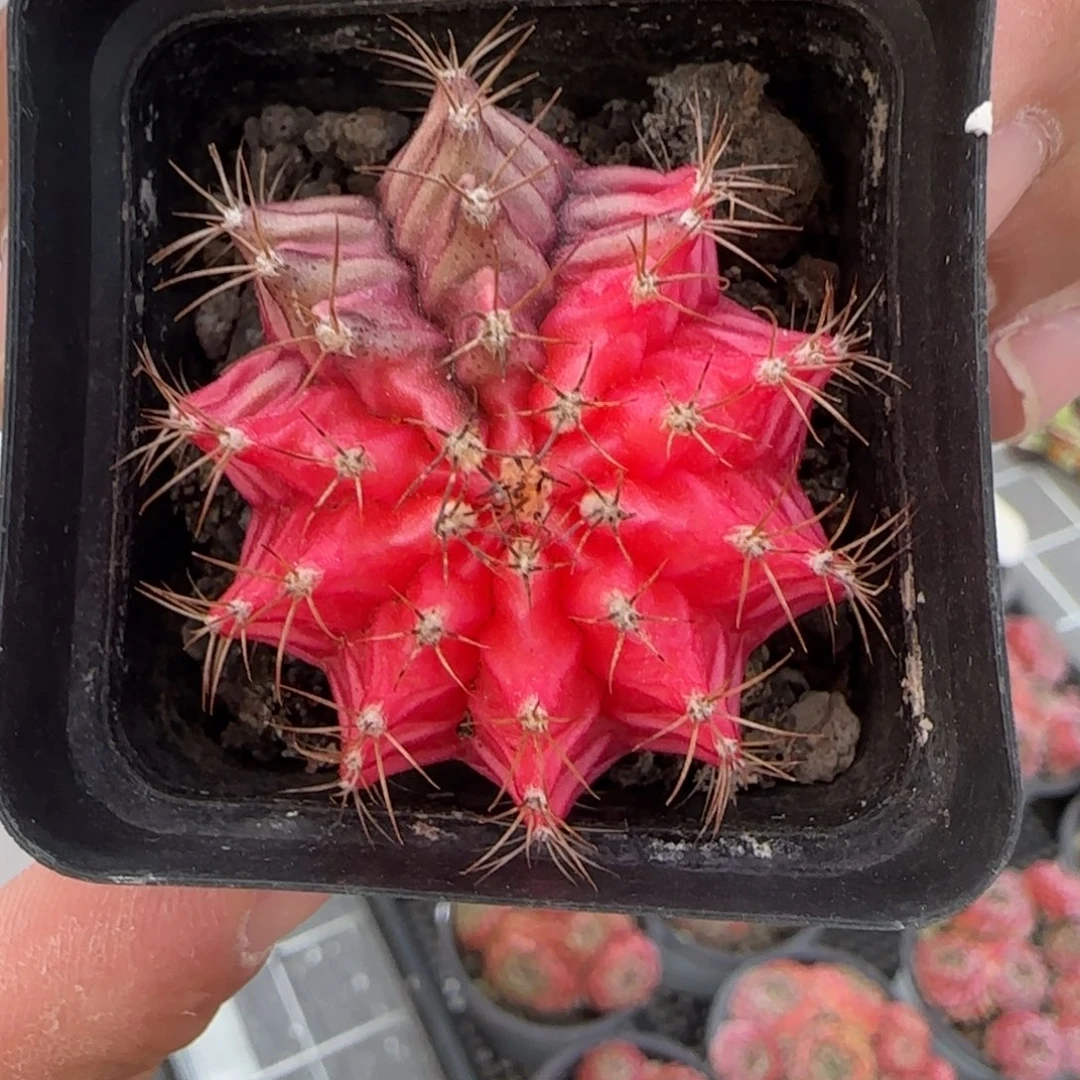 从前慢甄选多肉编号肋骨牡丹三颗