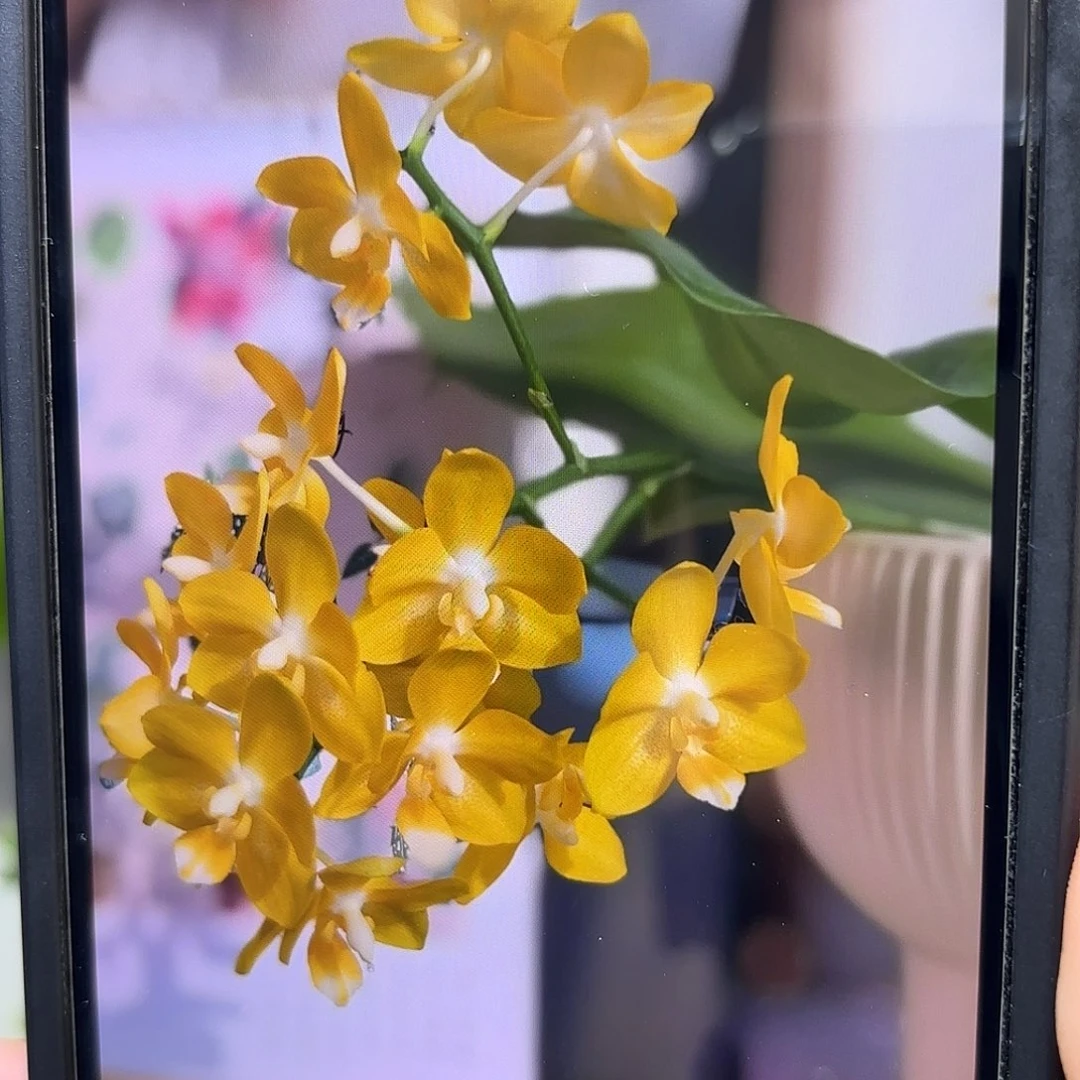 当前无花栽培后可以开花柳林小星星