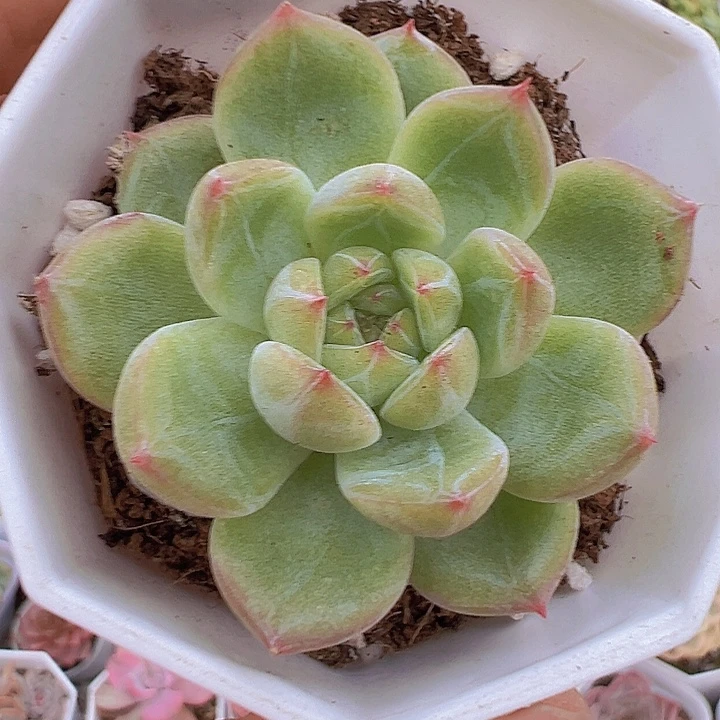 8角盆雪花珍妮19包邮