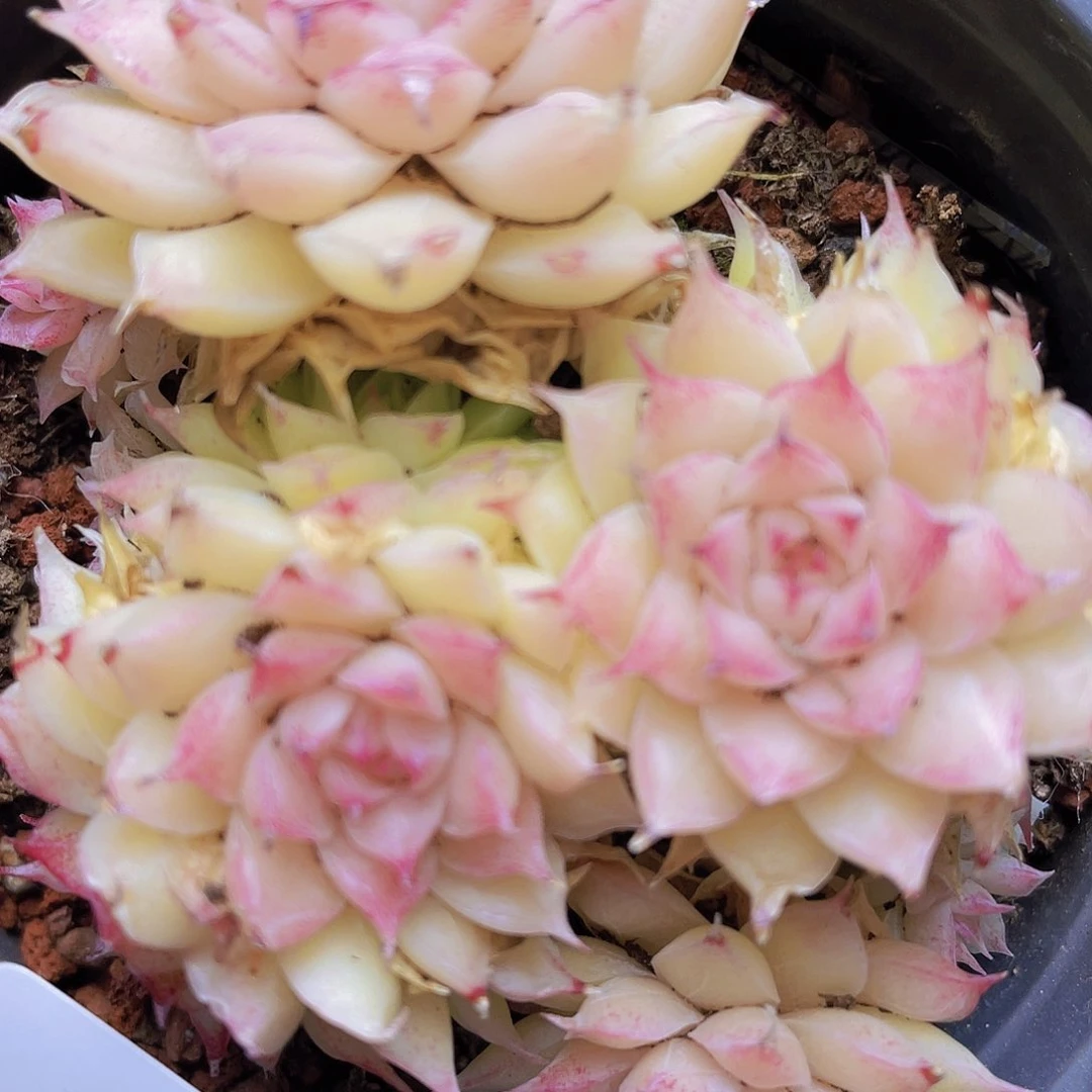 00000000000017量拍