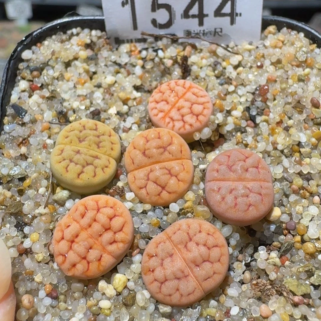 Ssss精品生石花1544