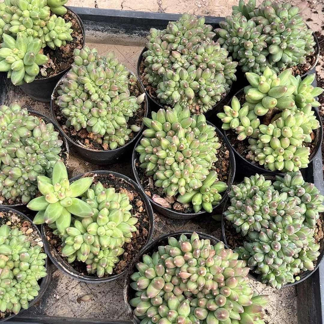 千代田缀化多肉00000000