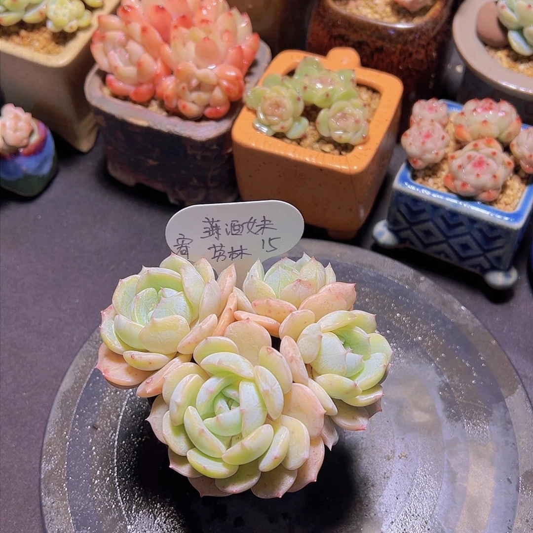 潇*妹劳林，多肉植物