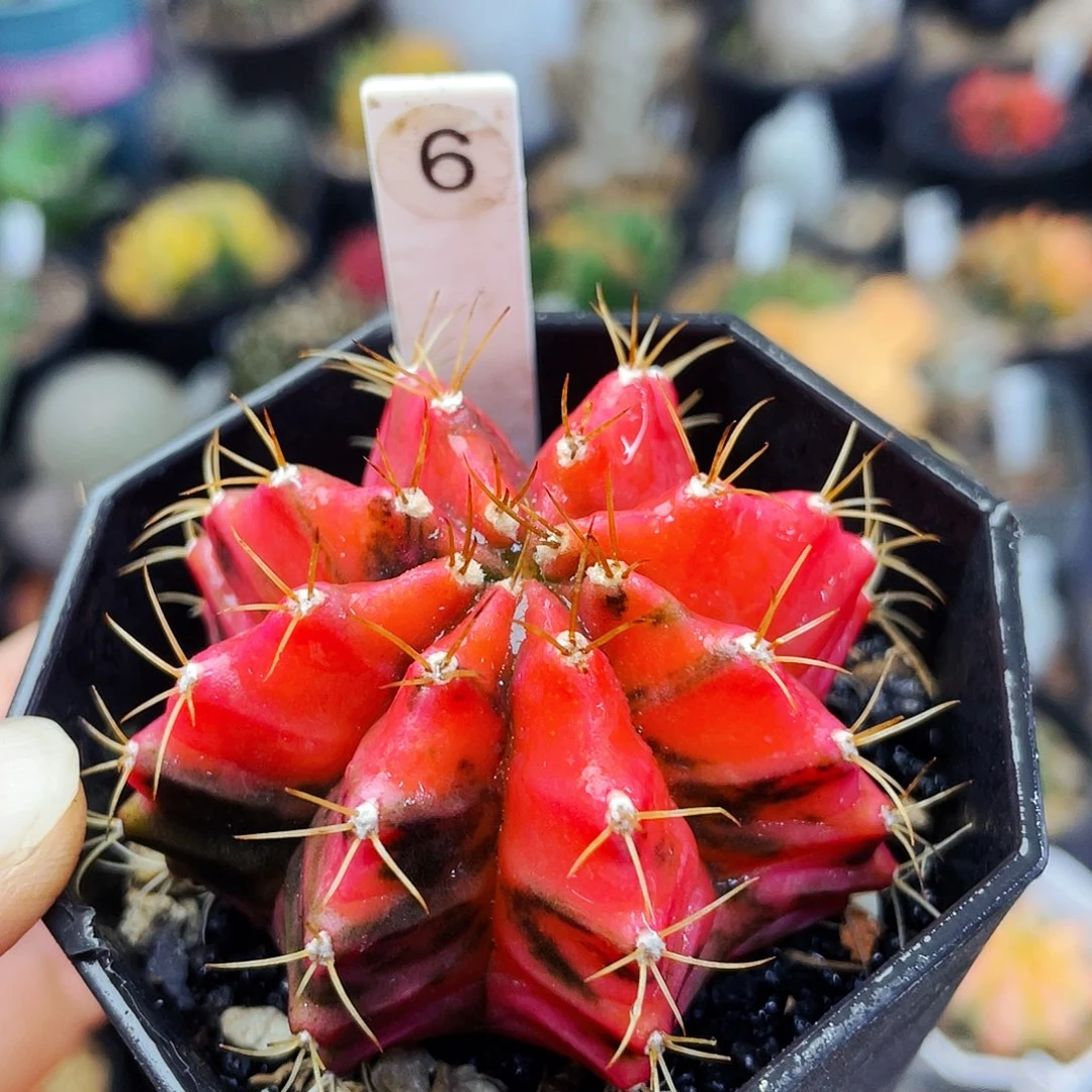 唯*非偏远地区满25包邮仙人球