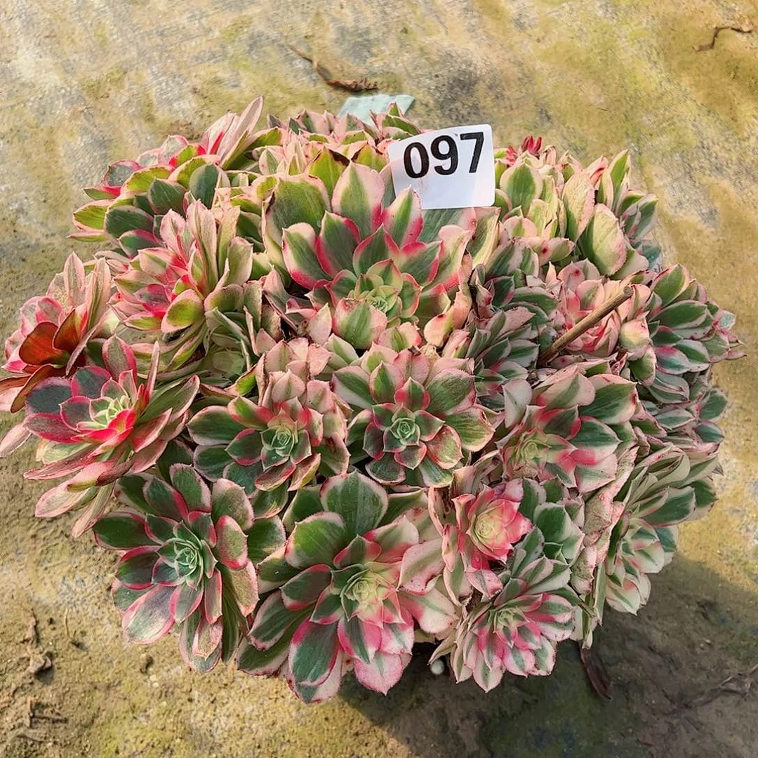 无花朵多肉植物097