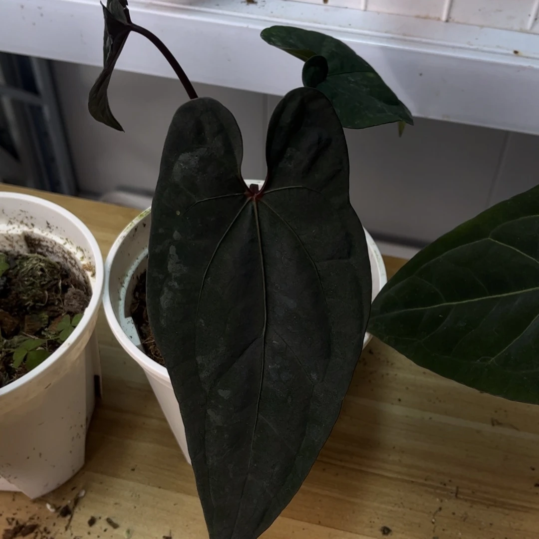 无花朵桃鸡（5544）