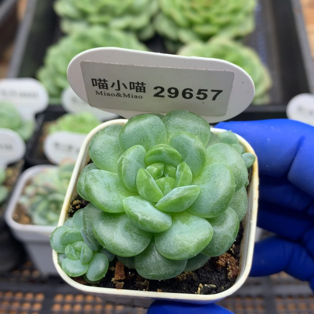 在***方多肉植物杂交珍妮