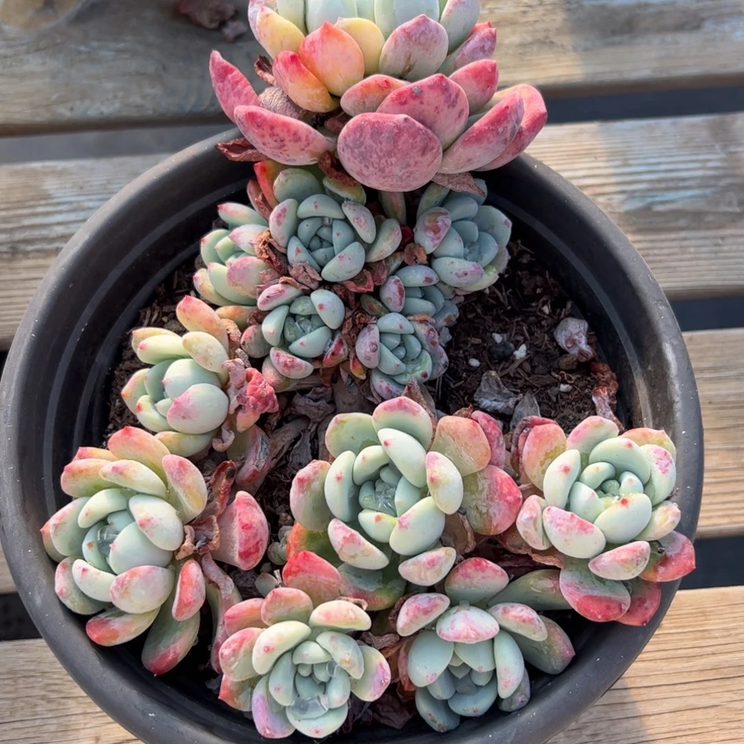 望舒18 零零多肉植物