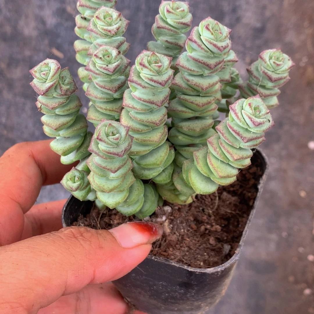 钱串 （满9.99包邮不满9.99发叶子）