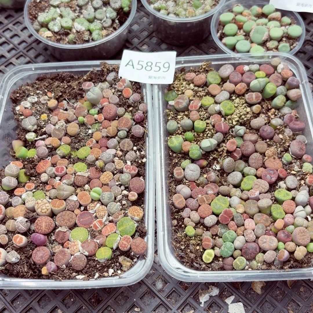 5859—生石花 生石花