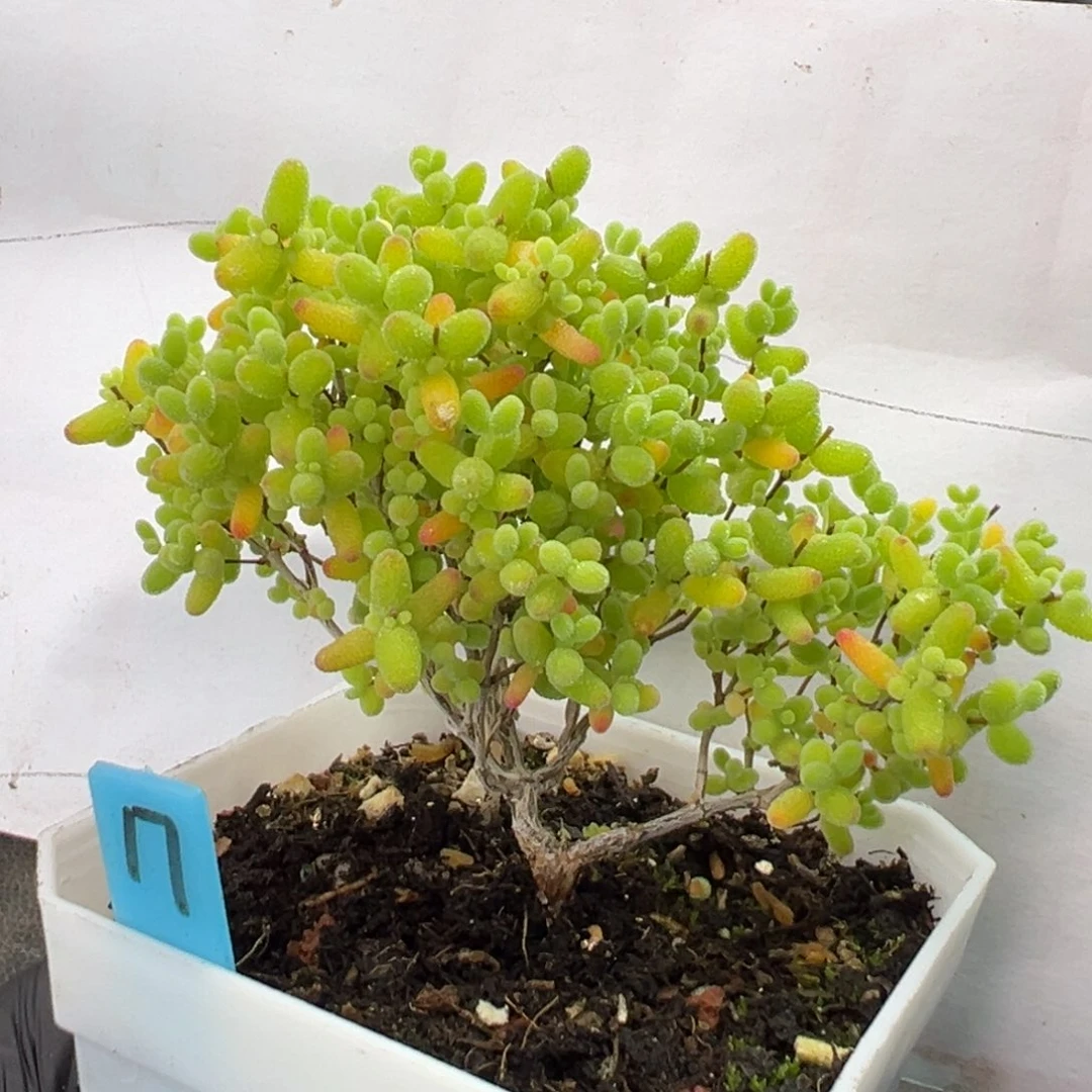 飘枝蜜橘糖球17号