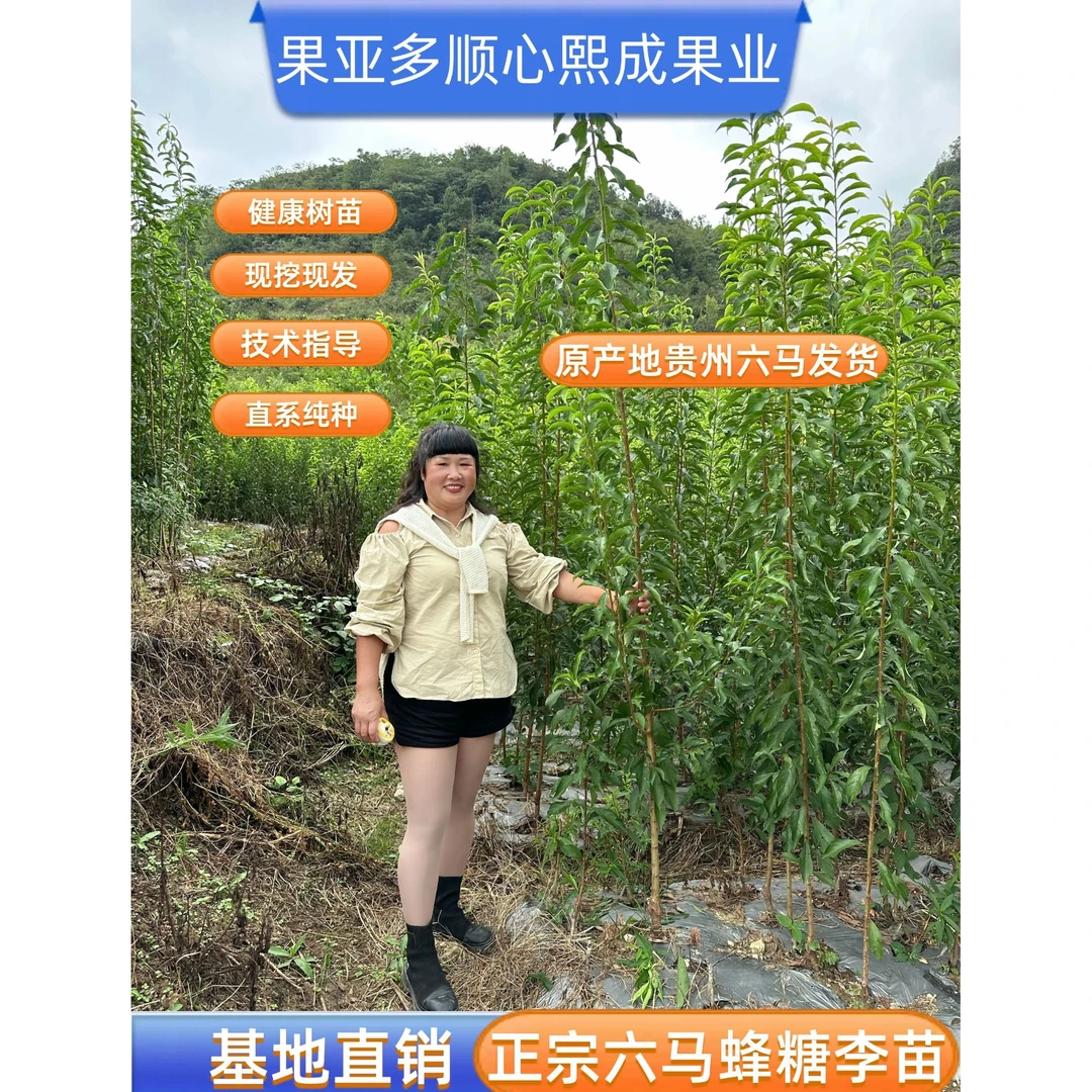 果亚多正宗贵州六马蜂糖李两年苗源头产地直销蜂糖李子树正宗苗批