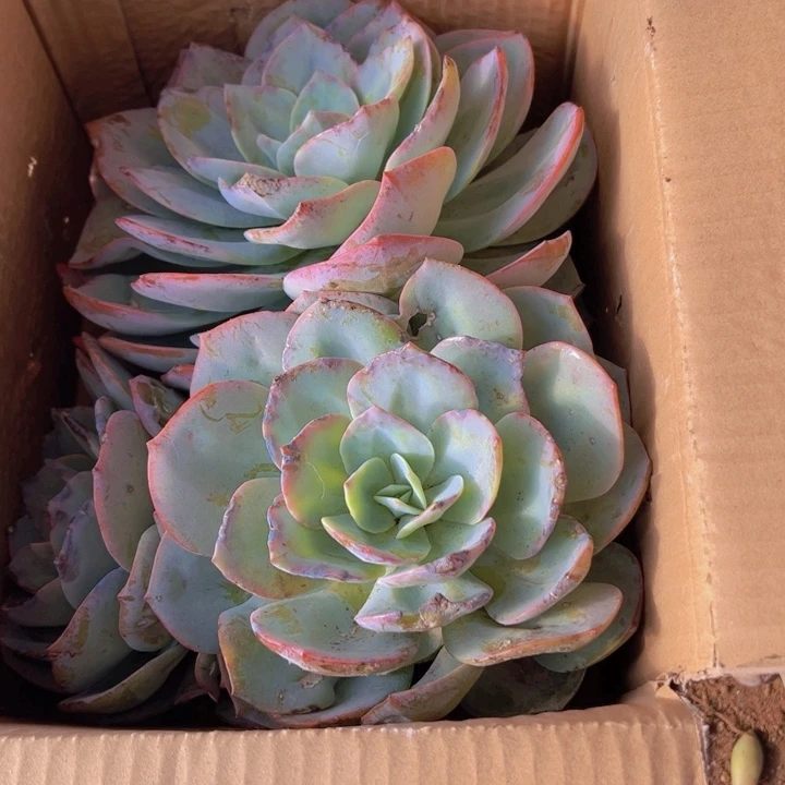 梓***童地栽血凤瑕疵一棵