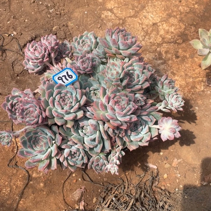976霜花一物一拍多肉
