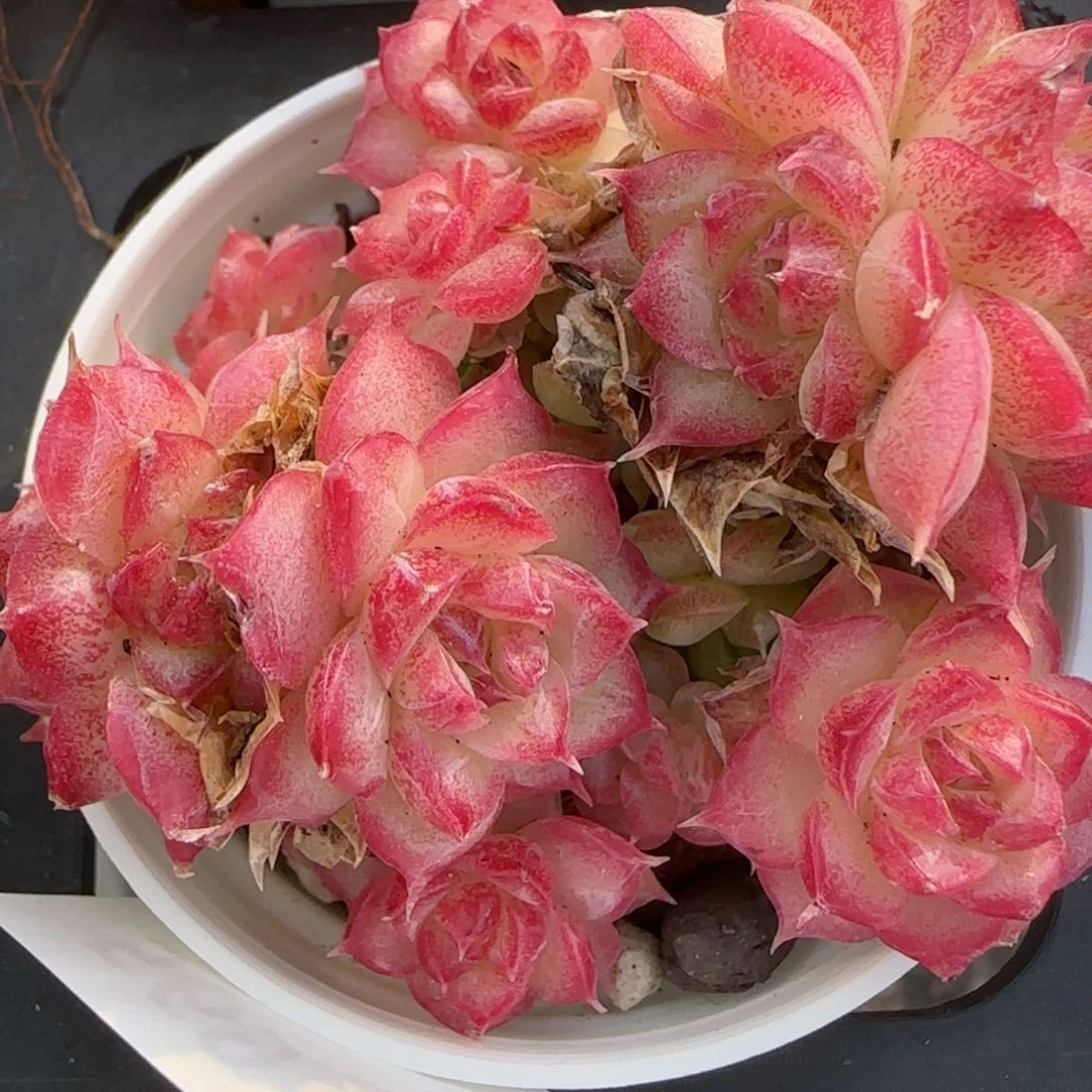 花语逸境0212-569