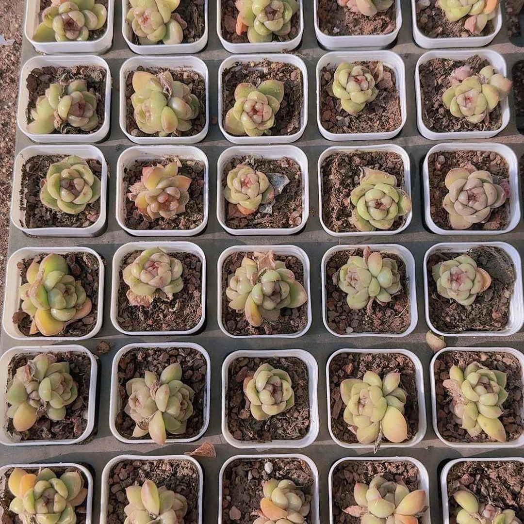 蓝水鬼32颗打包一组