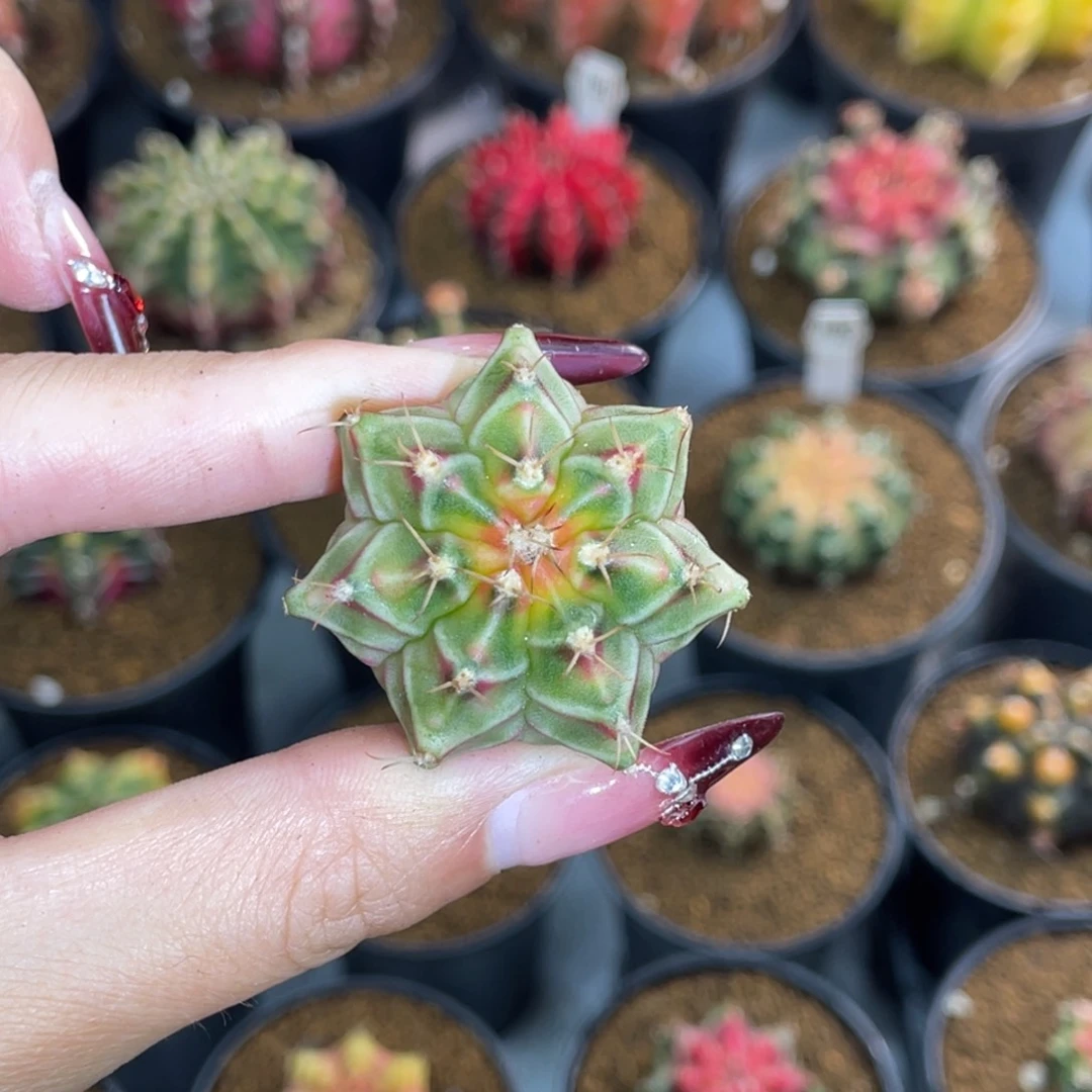 浅*米哈星球00000000003