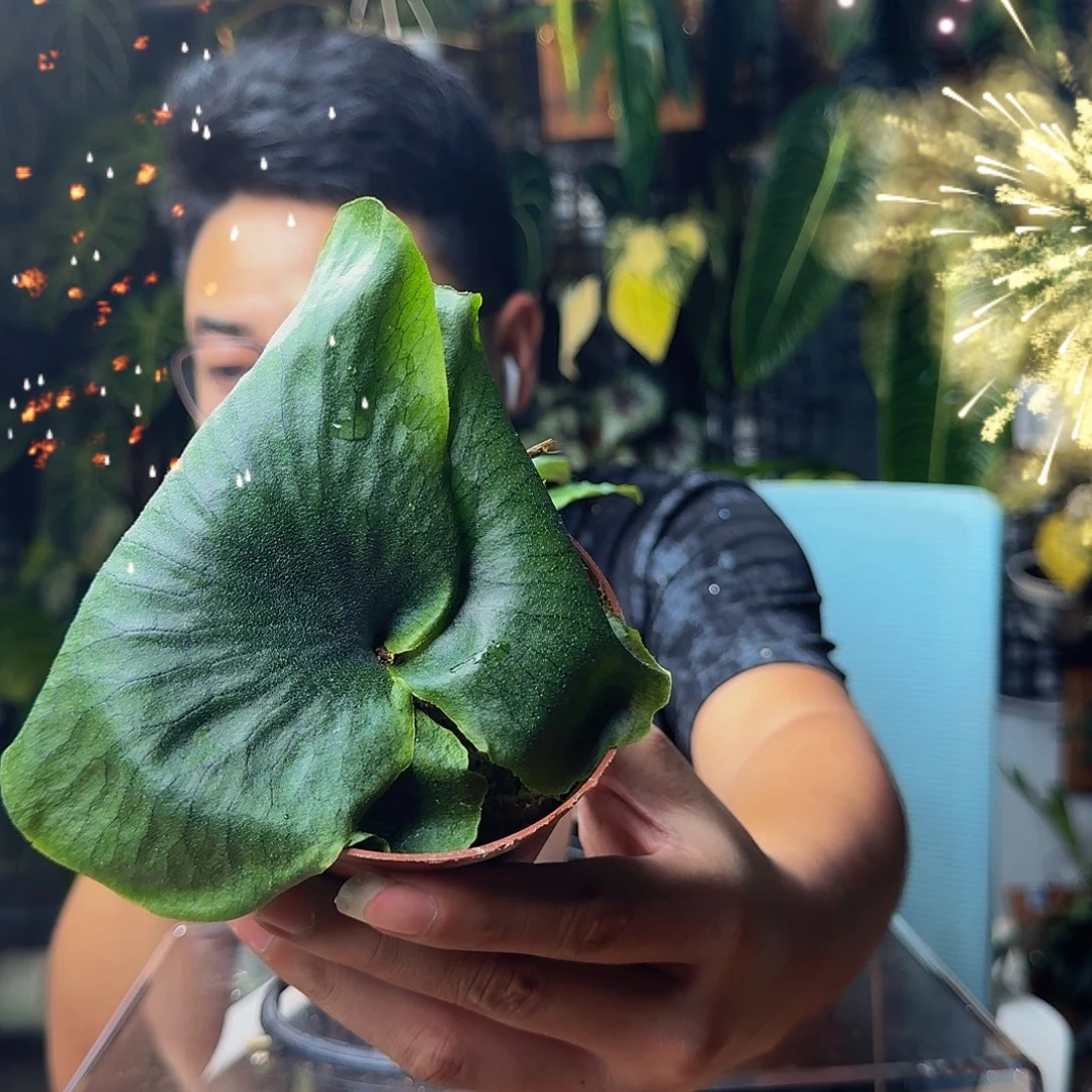 登***托完全开放一物一拍J140